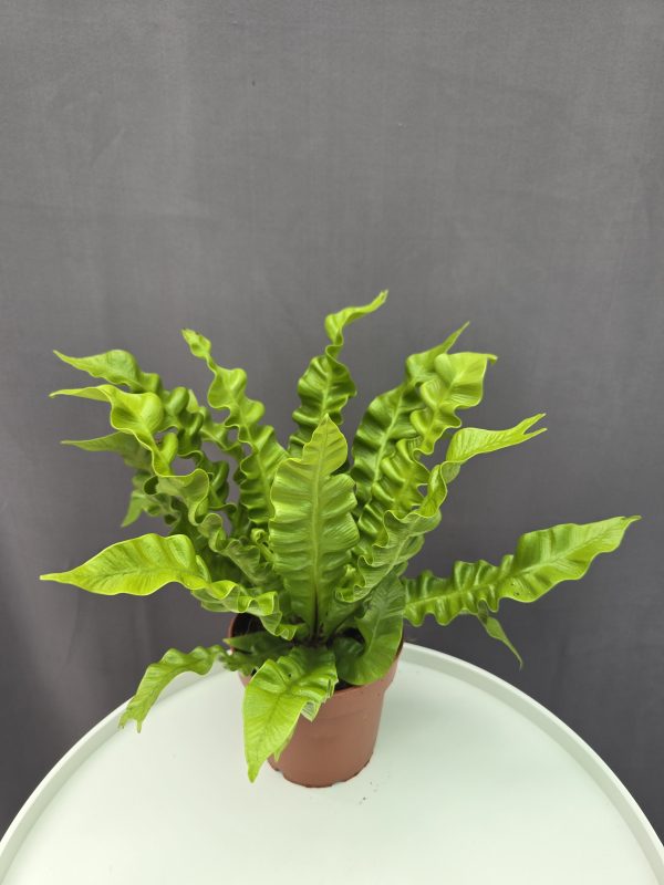 Asplenium - Madárfészek páfrány ↑25cm ⊘12cm