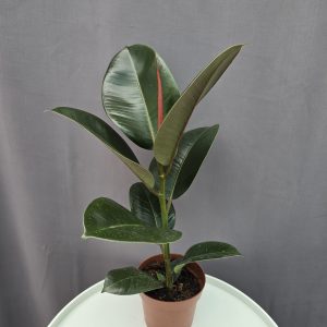 Ficus elastica Robusta ↑40cm ⊘12cm