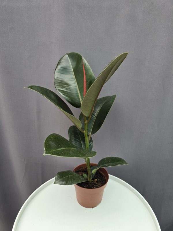 Ficus elastica Robusta ↑40cm ⊘12cm
