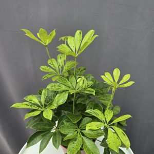 Schefflera arboricola 'Anna' ↑30cm ⊘13cm