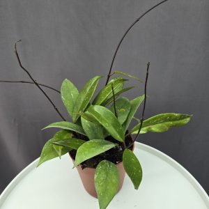 Hoya pubicalyx ↑20cm ⊘12cm