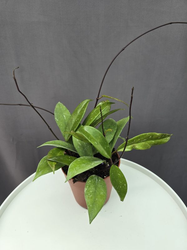 Hoya pubicalyx ↑20cm ⊘12cm