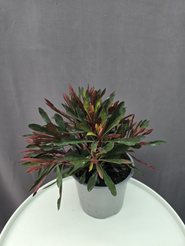 Euphorbia 'Miner's Merlot' ↑30cm ⊘15cm