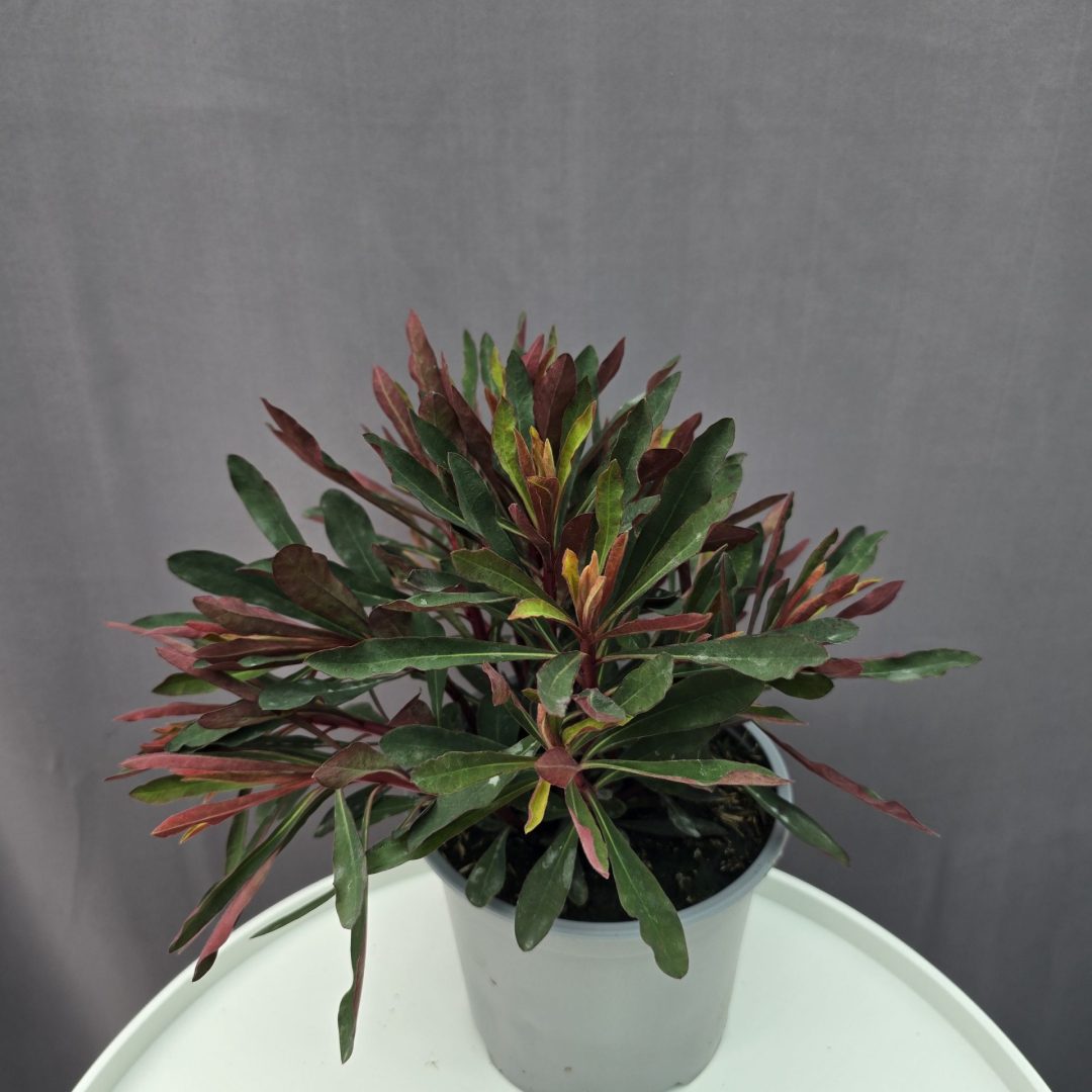 Euphorbia 'Miner's Merlot' ↑30cm ⊘15cm