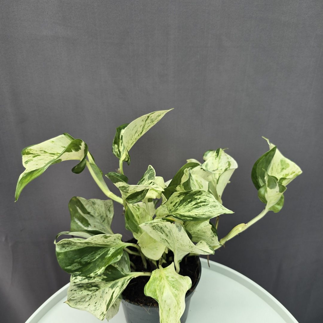Epipremnum pinnatum 'Happy Leaf' ↑20cm ⊘12cm