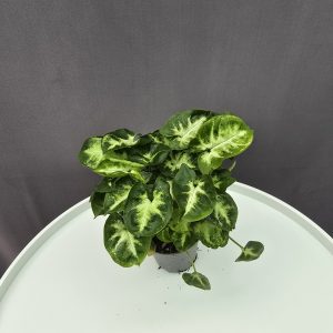 Syngonium Pixie ↑15cm ⊘7cm