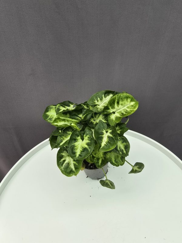 Syngonium Pixie ↑15cm ⊘7cm