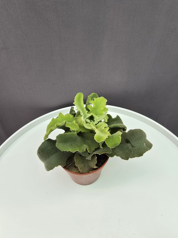 Kalanchoe beharensis 'Maltese Cross'
↑15cm ⊘9cm