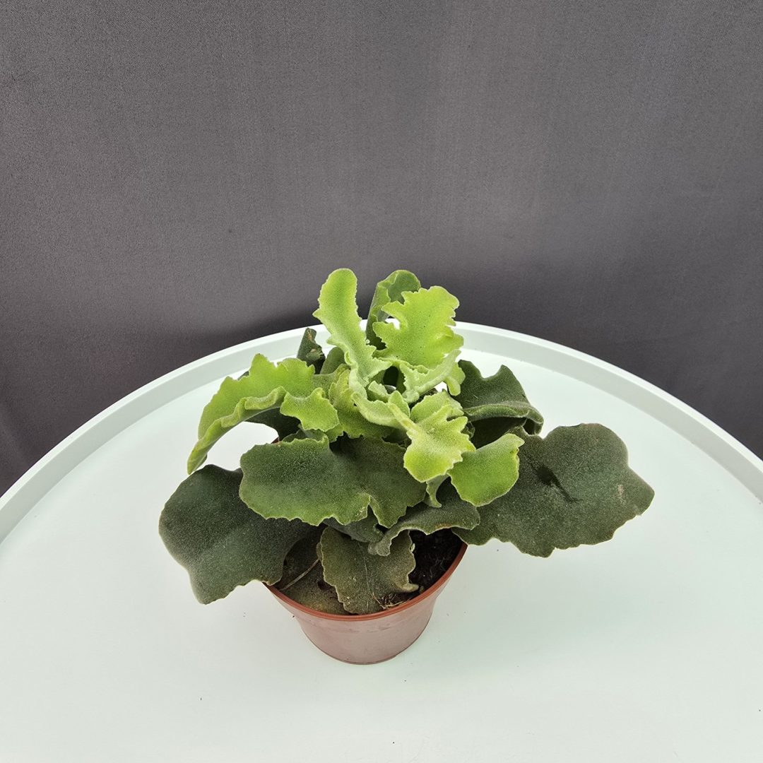 Kalanchoe beharensis 'Maltese Cross'
↑15cm ⊘9cm