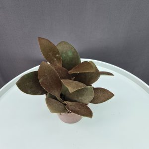 Kalanchoe Orygalis ↑15cm ⊘9cm