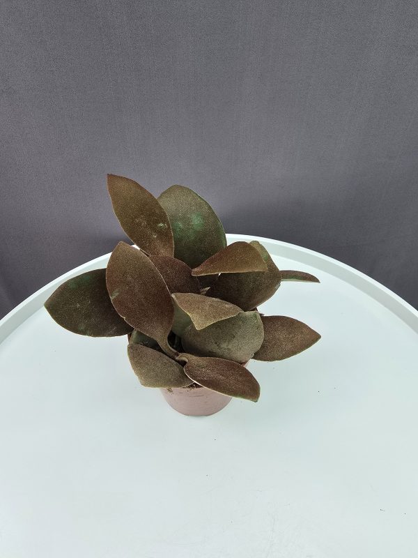 Kalanchoe Orygalis ↑15cm ⊘9cm