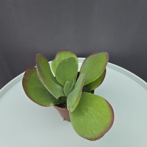Kalanchoe Thyrsiflora ↑15cm ⊘9cm