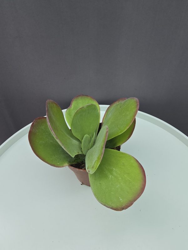 Kalanchoe Thyrsiflora ↑15cm ⊘9cm