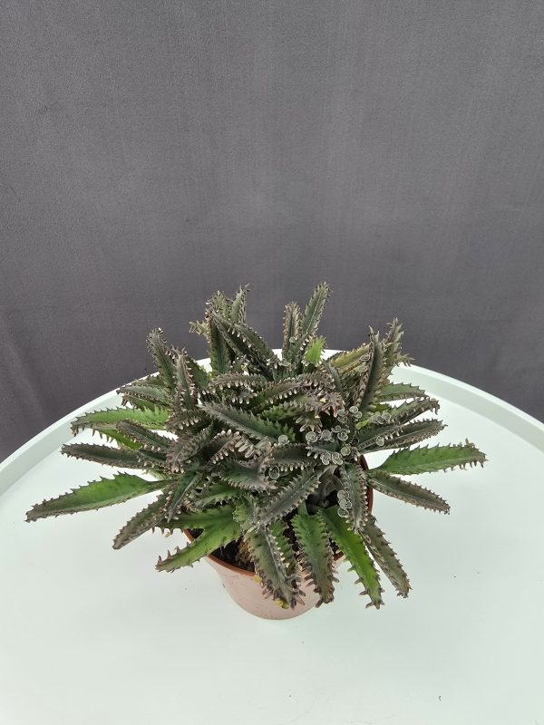 Kalanchoe daigremontiana ↑15cm ⊘9cm