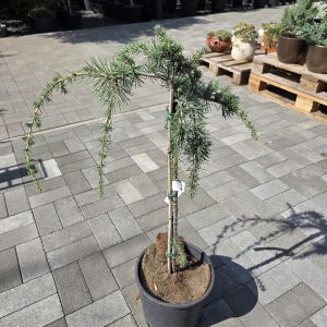 Atlasz Cédrus - Cedrus atlantica