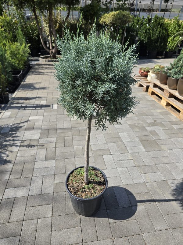 Cupressus arizonica – Arizonai ciprus törzses