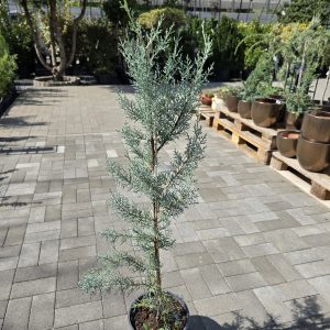 Cupressus arizonica – Arizonai ciprus