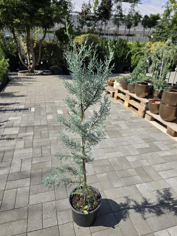 Cupressus arizonica – Arizonai ciprus
