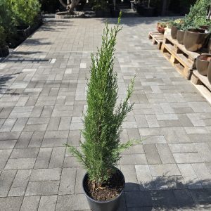 Cupressus sempervirens 'Totem' – Európai ciprus