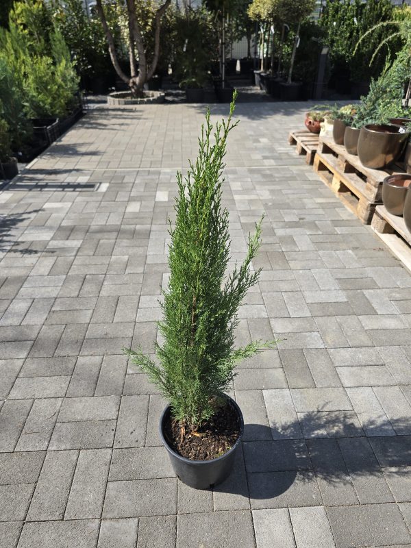 Cupressus sempervirens 'Totem' – Európai ciprus