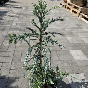 Sequoia sempervirens – Tengerparti mamutfenyő