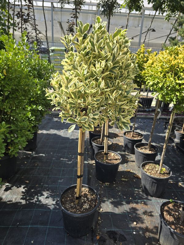 Tarka levelű japán kecskerágó -
Euonymus japonicus 'Aureomarginatus' törzses