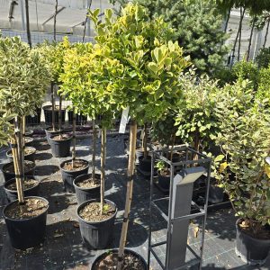 Aranytarka japán kecskerágó – Euonymus japonicus ‘elegant aureus’ törzses