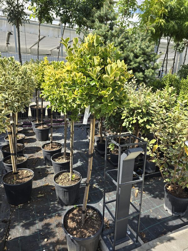 Aranytarka japán kecskerágó – Euonymus japonicus ‘elegant aureus’ törzses