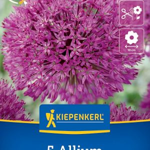 Allium Purle Sensation - 5 hagyma