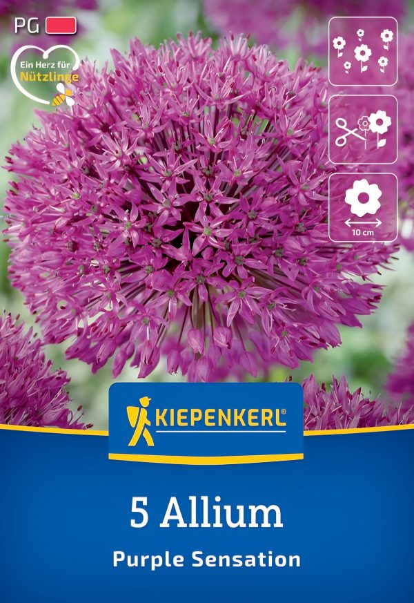 Allium Purle Sensation - 5 hagyma