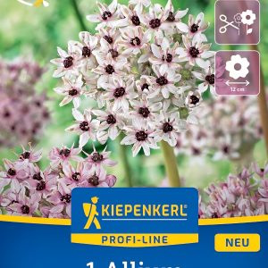 Allium Red Eye - 1 hagyma