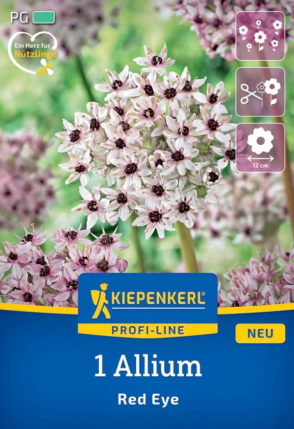 Allium Red Eye - 1 hagyma