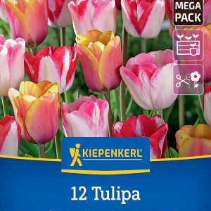Tulipán Joyful Garden mix - 12 hagyma