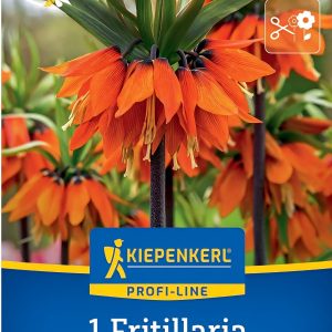 Fritillaria Orange Beauty - 1 hagyma