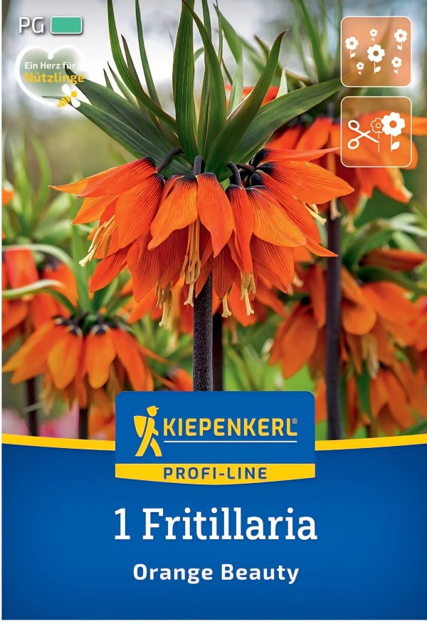 Fritillaria Orange Beauty - 1 hagyma