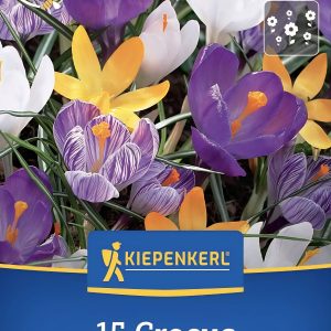 Crocus Vernus mix - 15 hagyma