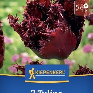 Tulipán Labrador - 7 hagyma