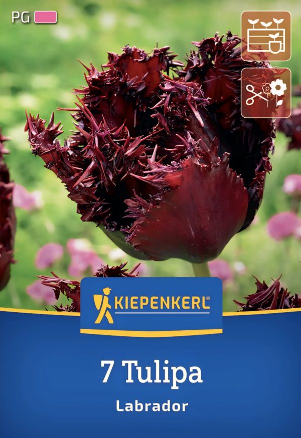 Tulipán Labrador - 7 hagyma