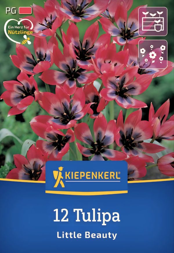 Tulipán Little Beauty - 12 hagyma