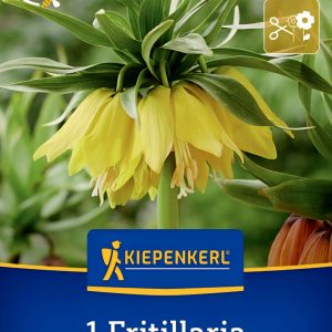 Fritillaria Lutea - 1 hagyma