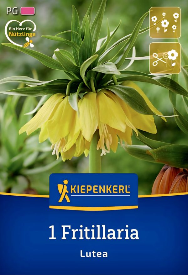 Fritillaria Lutea - 1 hagyma
