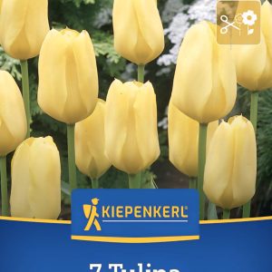 Tulipán Golden Emperor - 7 hagyma