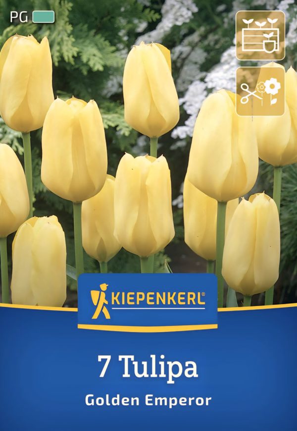Tulipán Golden Emperor - 7 hagyma