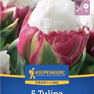 Tulipán Ice Cream - 5 hagyma