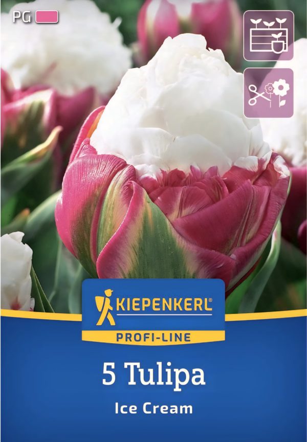 Tulipán Ice Cream - 5 hagyma