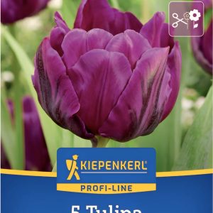 Tulipán Negrita Double - 5 hagyma