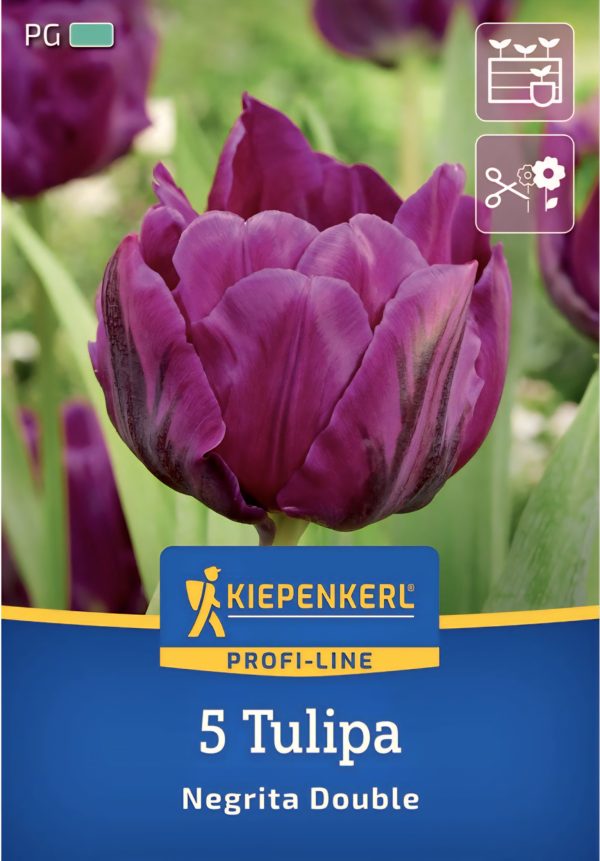 Tulipán Negrita Double - 5 hagyma