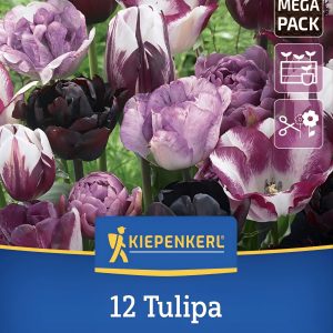 Tulipán Dark Elegance mix - 12 hagyma