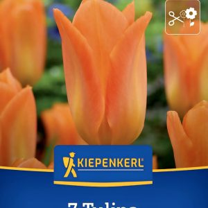 Tulipán Orange Emperor - 7 hagyma