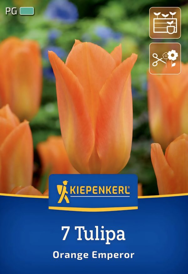 Tulipán Orange Emperor - 7 hagyma